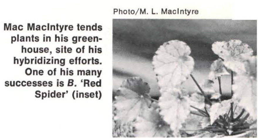 B. ‘Red Spider’